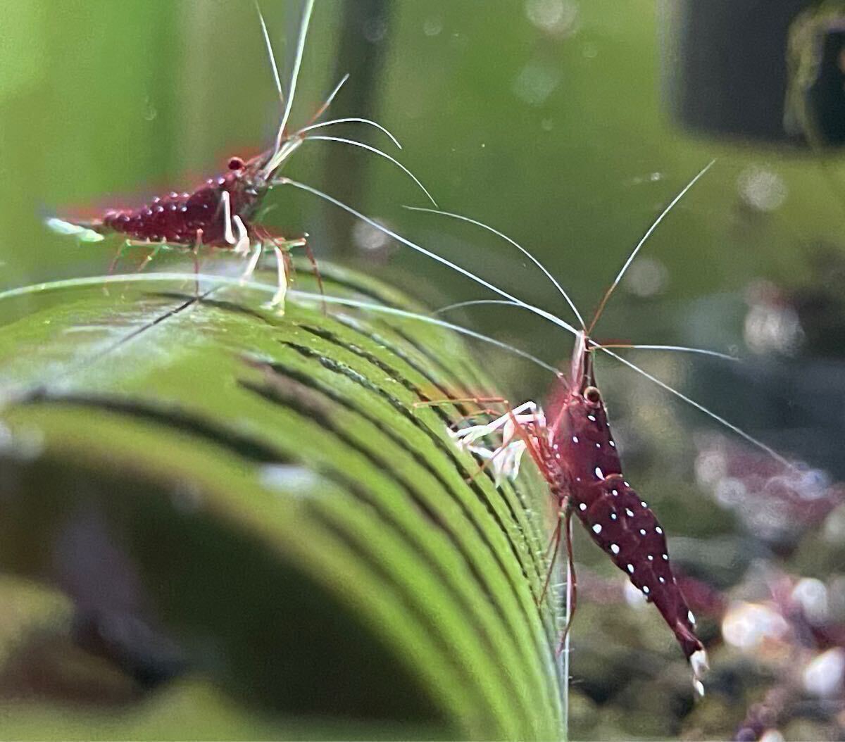 [12 шт комплект ]slawesi шримс белый перчатка 12 шт нет выбор другой .