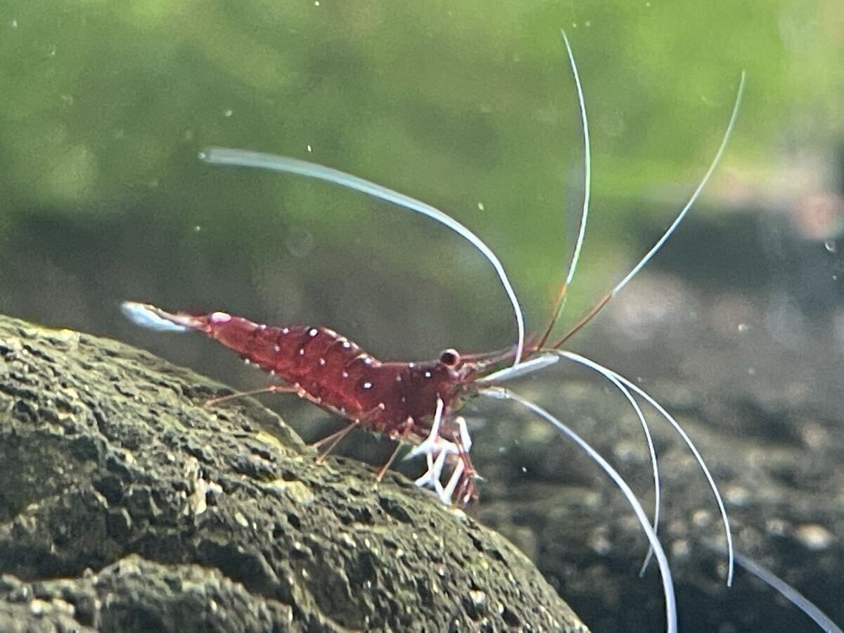 [12 шт комплект ]slawesi шримс белый перчатка 12 шт нет выбор другой .