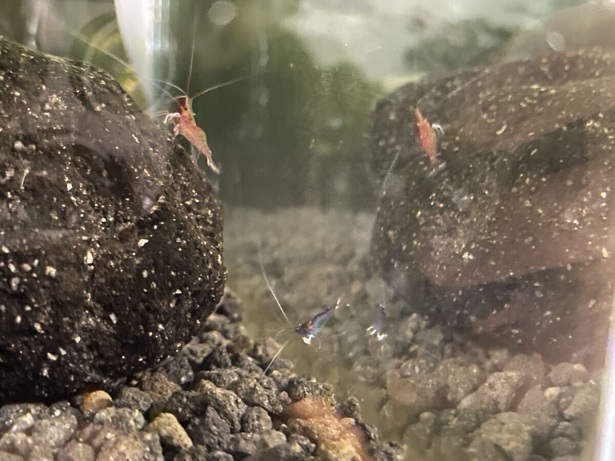 [12 шт комплект ]slawesi шримс белый перчатка 12 шт нет выбор другой .