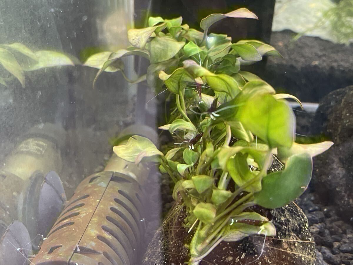 [12 шт комплект ]slawesi шримс белый перчатка 12 шт нет выбор другой .