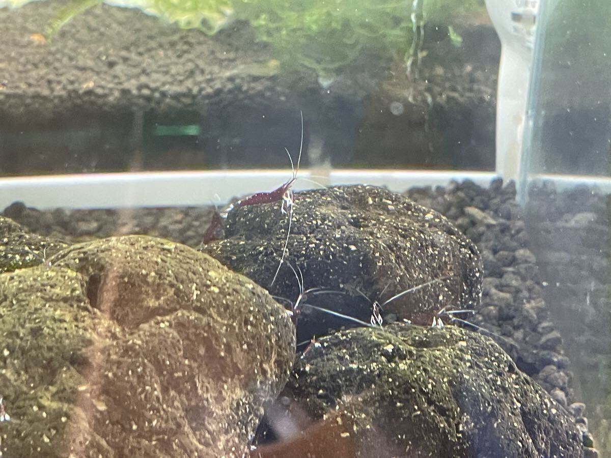 [12 шт комплект ]slawesi шримс белый перчатка 12 шт нет выбор другой .