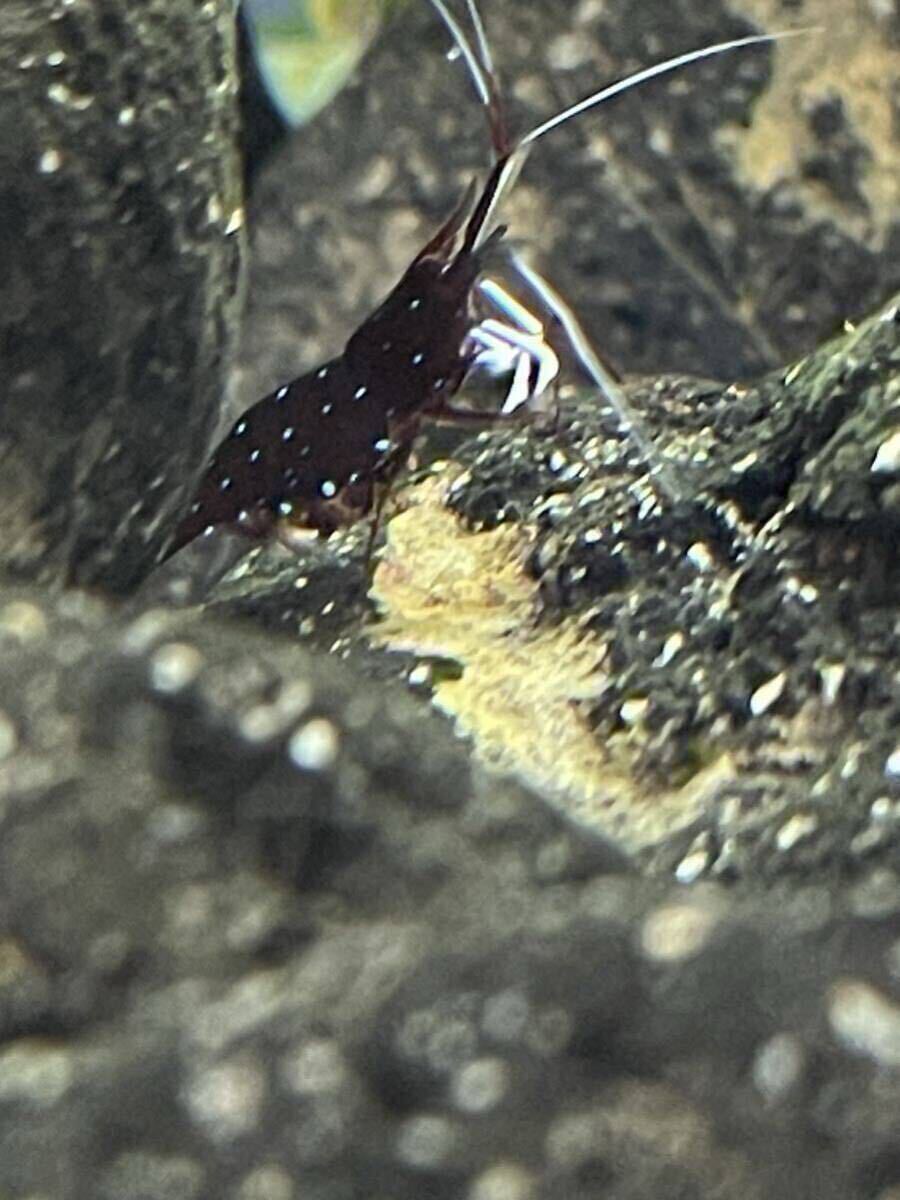 [12 шт комплект ]slawesi шримс белый перчатка 12 шт нет выбор другой .