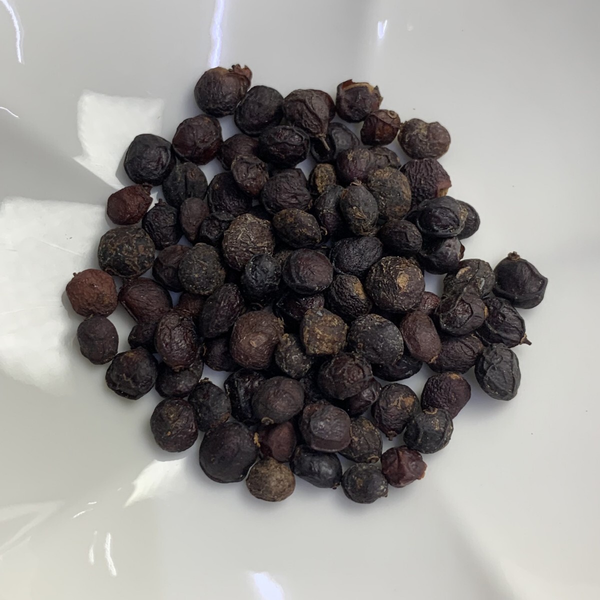 h86 種子100粒 オペルクリカリア パキプス Operculicarya pachypus_画像1