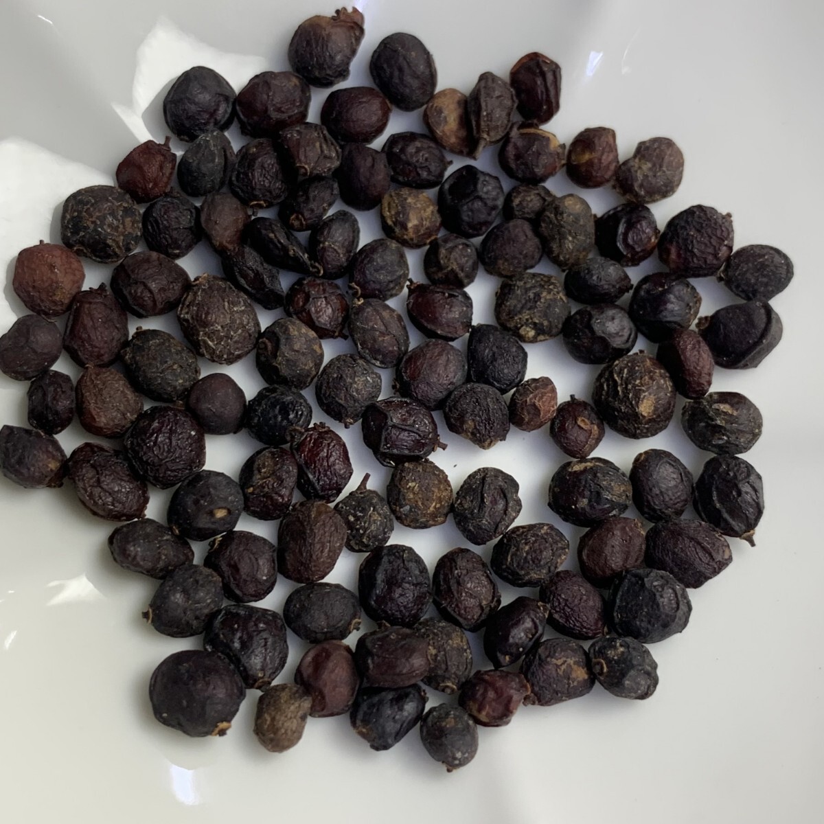 h86 種子100粒 オペルクリカリア パキプス Operculicarya pachypus_画像2