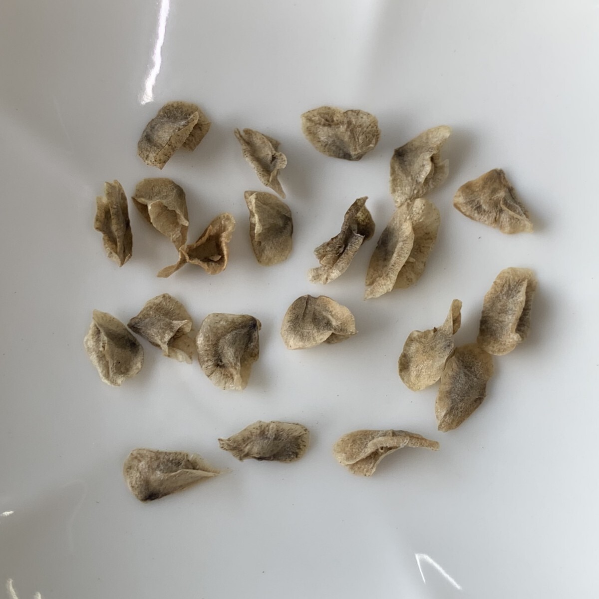 h196 [ семена 20 шарик ]* Aloe pillansii алоэ стойка nsi- кактус суккулентное растение 