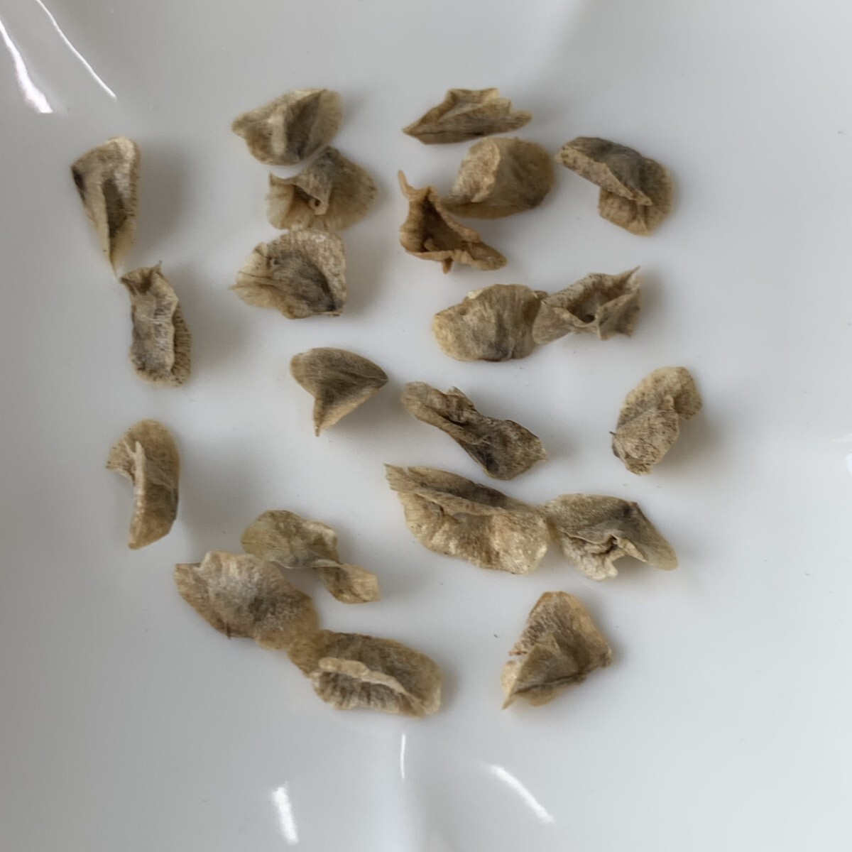 h193 [ семена 20 шарик ]* Aloe pillansii алоэ стойка nsi- кактус суккулентное растение 