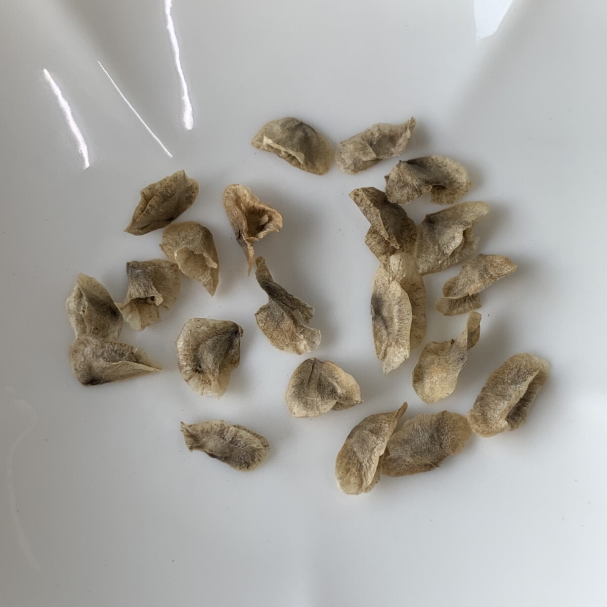 h193 [ семена 20 шарик ]* Aloe pillansii алоэ стойка nsi- кактус суккулентное растение 