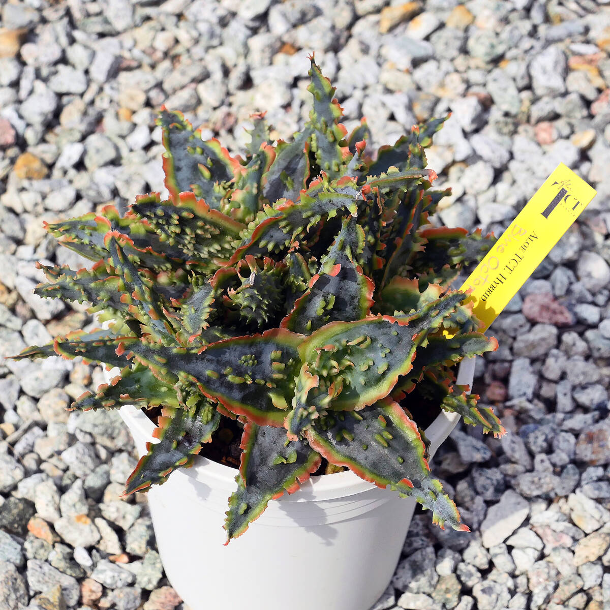  алоэ TCT hybrid голубой Octopus суккулентное растение Aloe TCT hybrid Blue Octopus редкость особь 