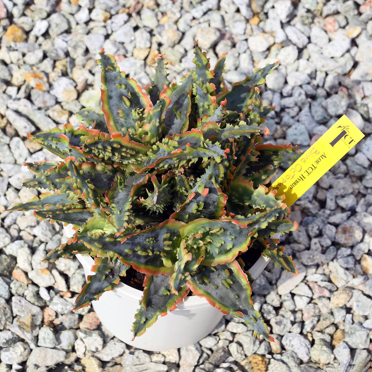  алоэ TCT hybrid голубой Octopus суккулентное растение Aloe TCT hybrid Blue Octopus редкость особь 