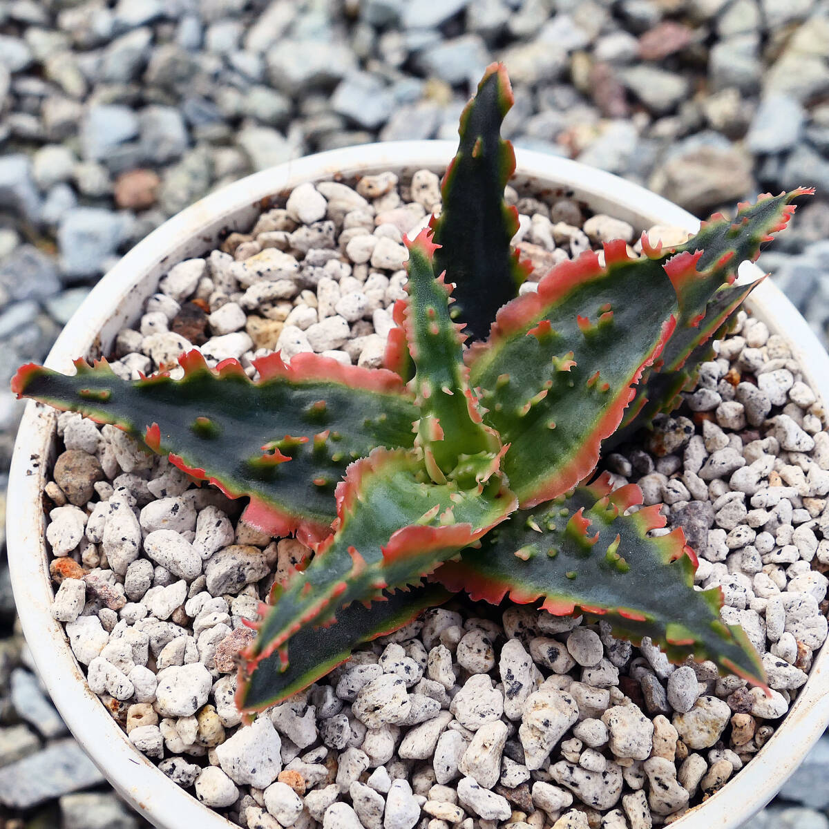  алоэ TCT hybrid голубой Octopus суккулентное растение Aloe TCT hybrid Blue Octopus редкость особь 