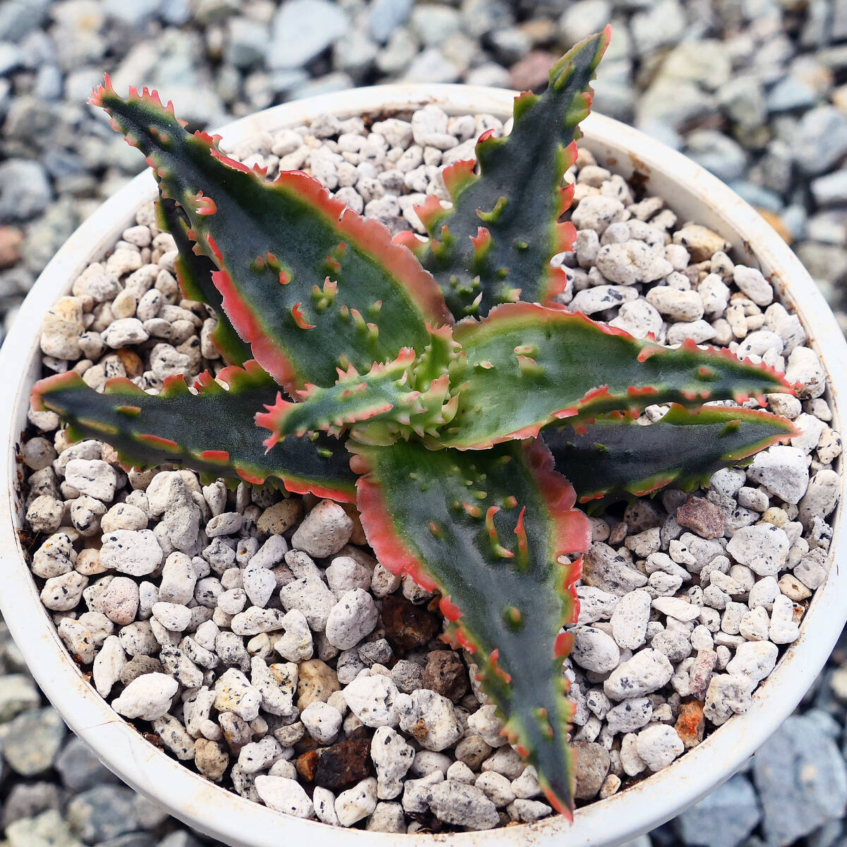  алоэ TCT hybrid голубой Octopus суккулентное растение Aloe TCT hybrid Blue Octopus редкость особь 