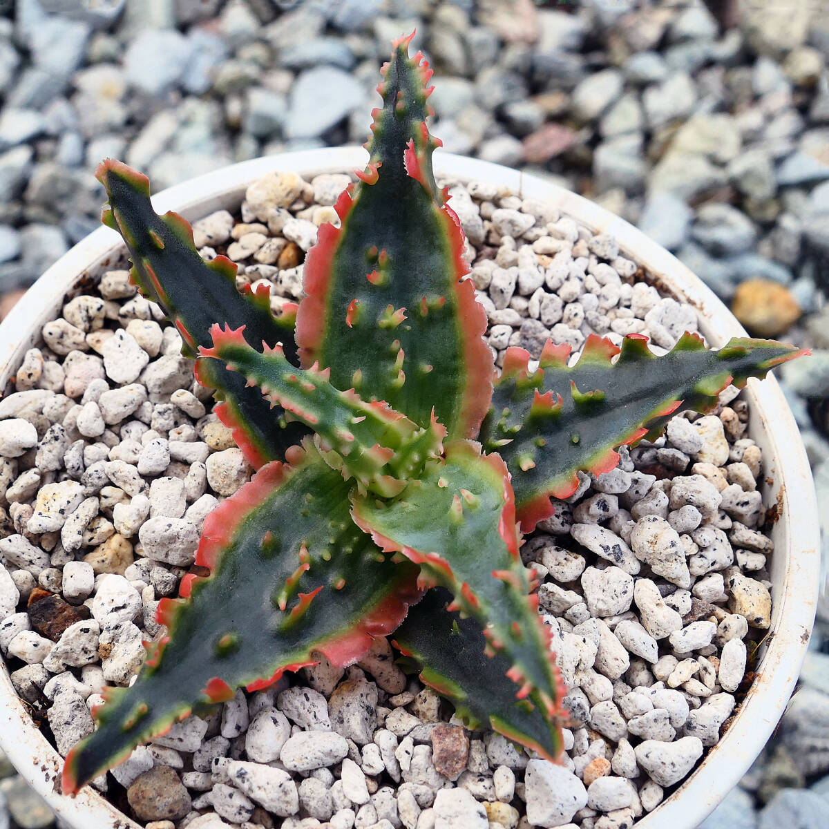  алоэ TCT hybrid голубой Octopus суккулентное растение Aloe TCT hybrid Blue Octopus редкость особь 