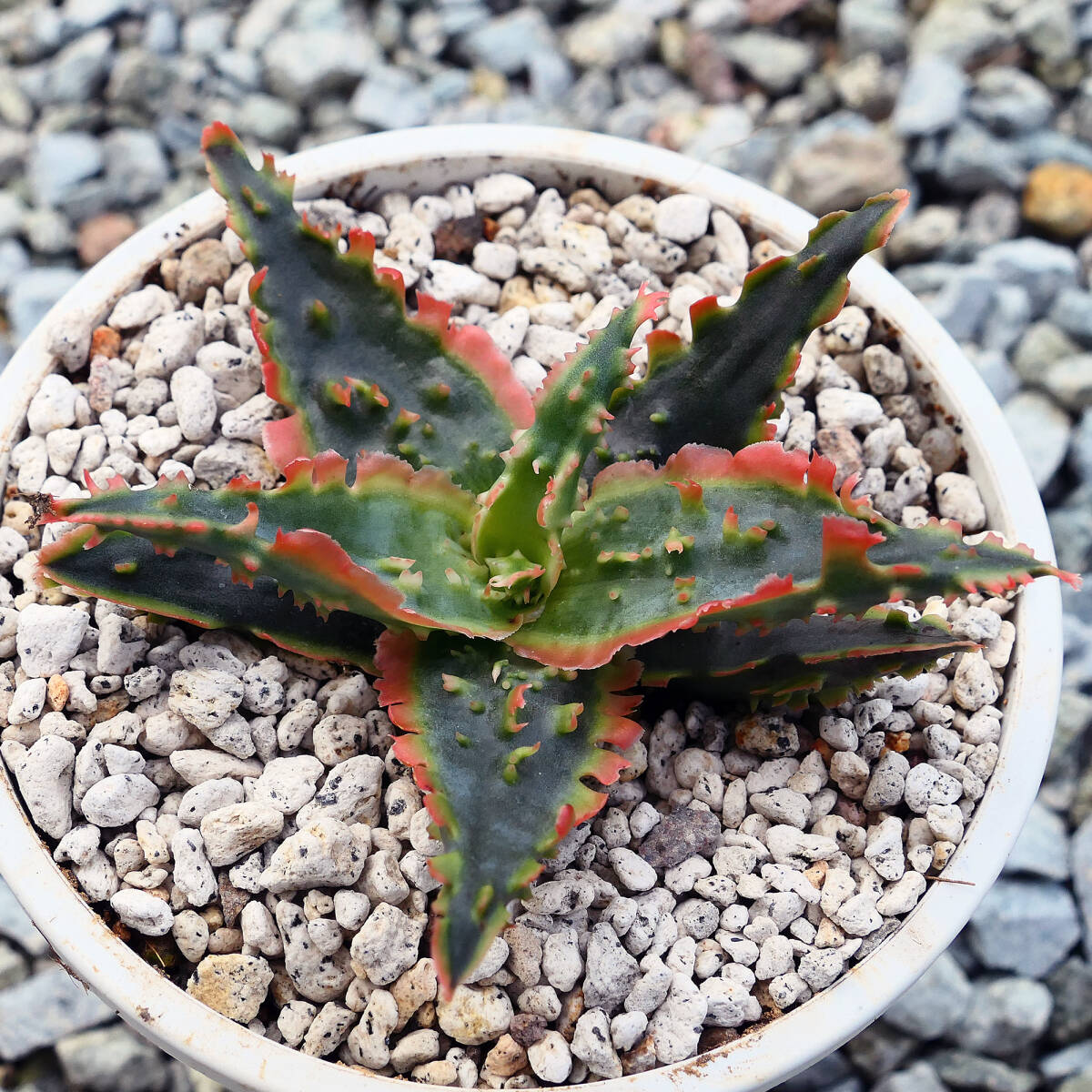  алоэ TCT hybrid голубой Octopus суккулентное растение Aloe TCT hybrid Blue Octopus редкость особь 