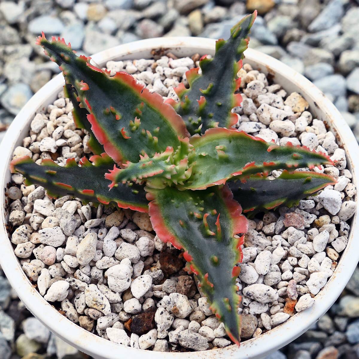  алоэ TCT hybrid голубой Octopus суккулентное растение Aloe TCT hybrid Blue Octopus редкость особь 