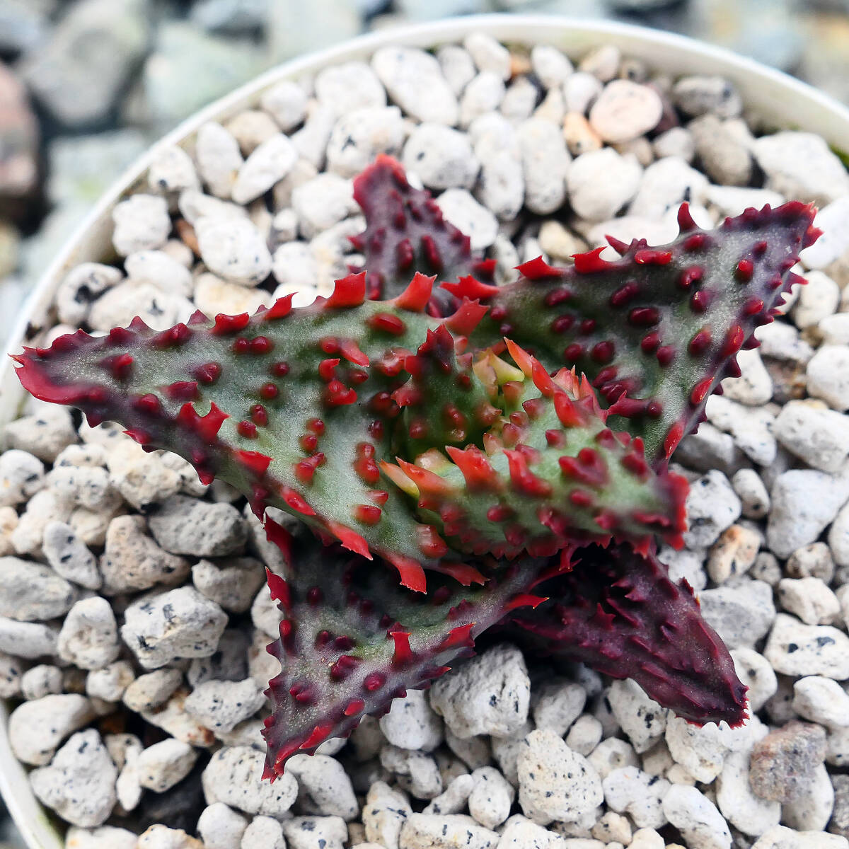 D1 алоэ TCT Gloria s Dragon суккулентное растение Aloe TCT hybrid Glorious Dragon - A