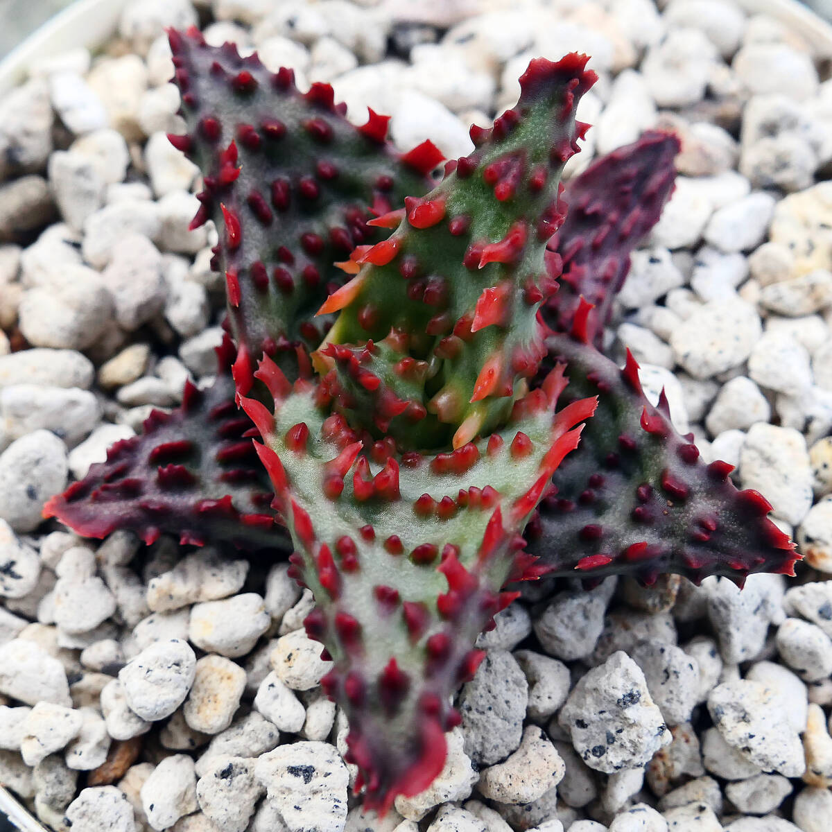 D1 алоэ TCT Gloria s Dragon суккулентное растение Aloe TCT hybrid Glorious Dragon - A