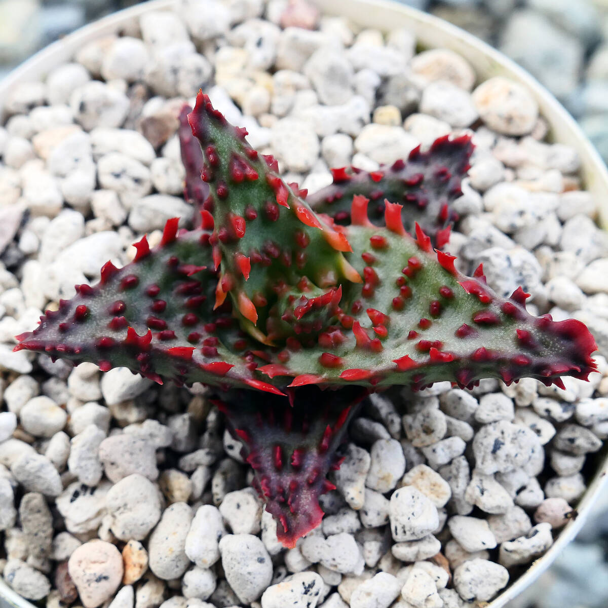 D1 алоэ TCT Gloria s Dragon суккулентное растение Aloe TCT hybrid Glorious Dragon - A