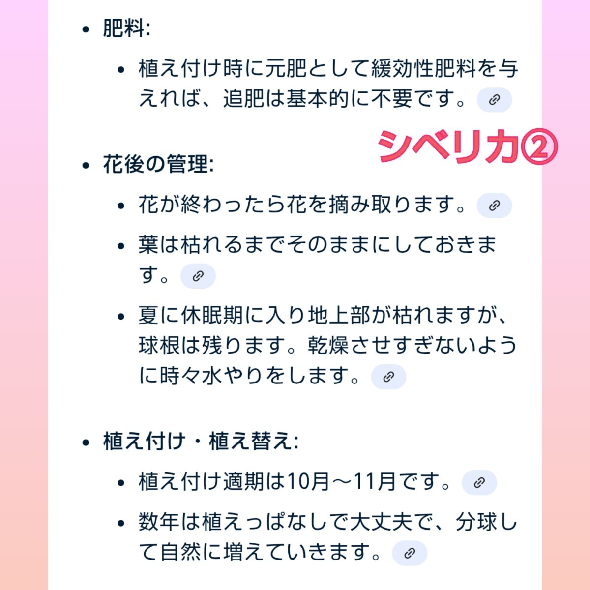 ◆２点購入で１球プレゼント◆植えっぱなしOK【３球】シラー・シベリカ　早春から開花します♪　ゆうパケットがおすすめ♪　_画像5