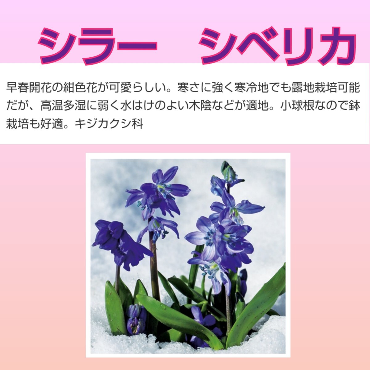 ◆２点購入で１球プレゼント◆植えっぱなしOK【３球】シラー・シベリカ　早春から開花します♪　ゆうパケットがおすすめ♪　_画像6