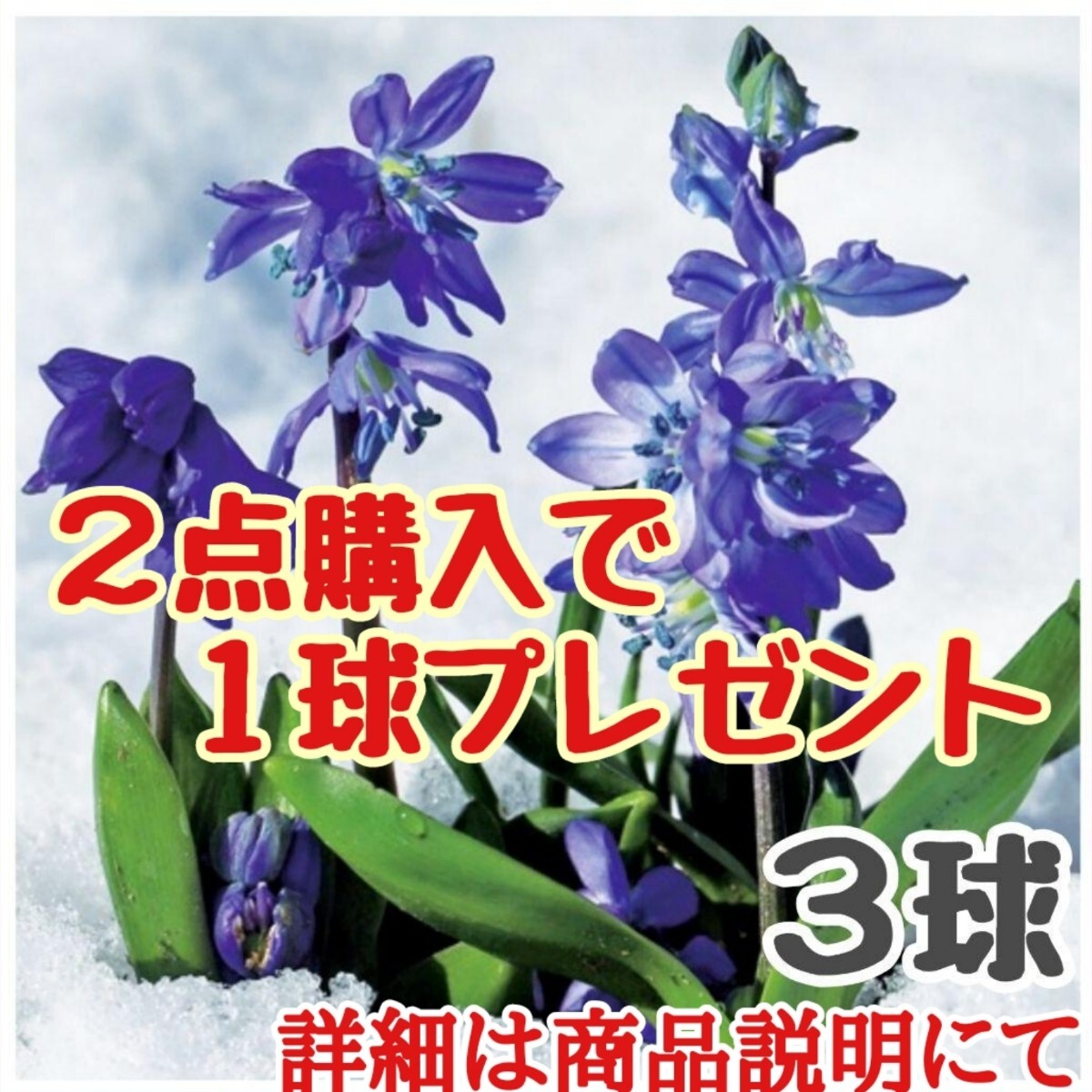 ◆２点購入で１球プレゼント◆植えっぱなしOK【３球】シラー・シベリカ　早春から開花します♪　ゆうパケットがおすすめ♪　_画像1