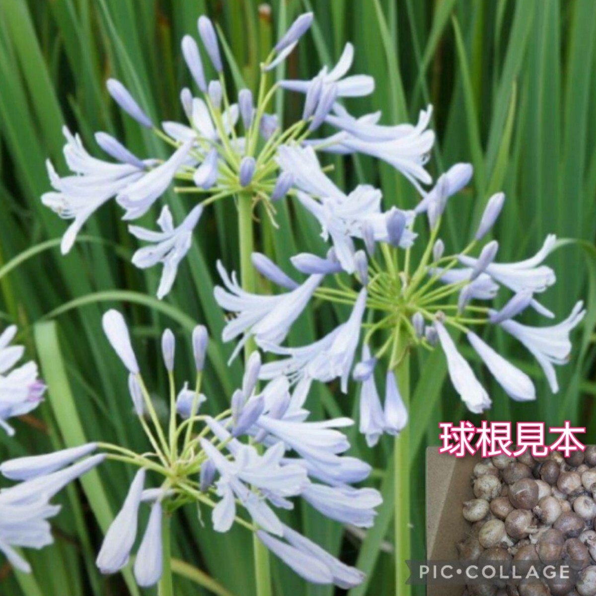 植えっぱなしOK【５球】姫アガパンサス　多年草　草丈約30〜50cm　送料73円〜_画像3