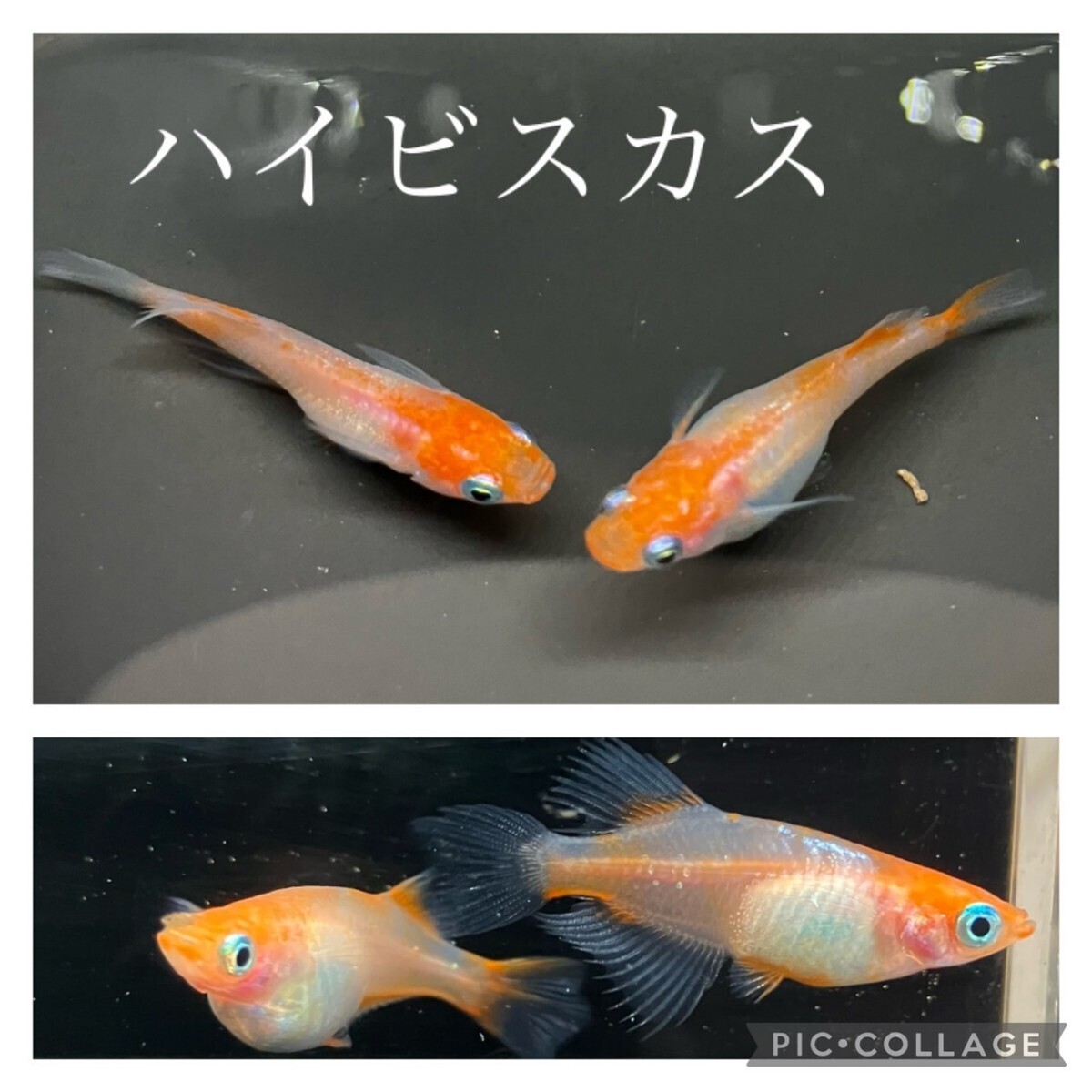 「ハイビスカス稚魚10匹」改良メダカ☆めだか☆完全屋外飼育☆ メダカ☆ 検索はアマテラスやレッドクリフ紅白☆画像は親個体☆残り僅か☆_画像1