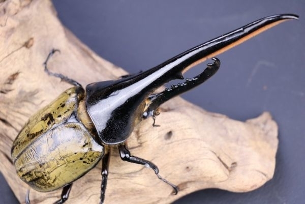 *Rush-1* постоянный коврик небольшое количество . модель 25L×2 пакет 50 литров ввод 