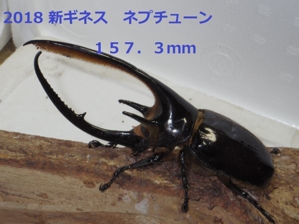 *Rush-1* постоянный коврик небольшое количество . модель 25L×2 пакет 50 литров ввод 