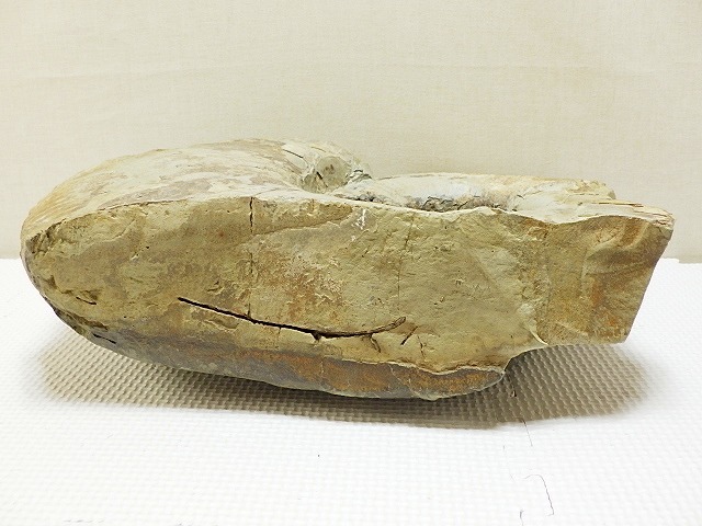 ★ 天然石 鑑賞石 アンモナイト 化石 ① 観賞石 約9.1Kg ★ H892 viewing stone ammonite fossil_画像5