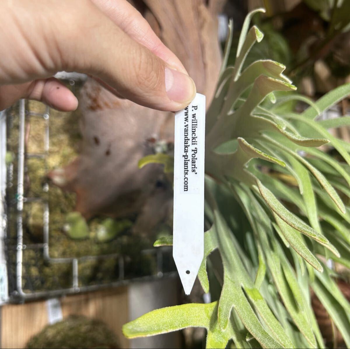 P. willinckii Polaris север высшее звезда (pup). АО папоротник олений рог платицериум пробка установка 