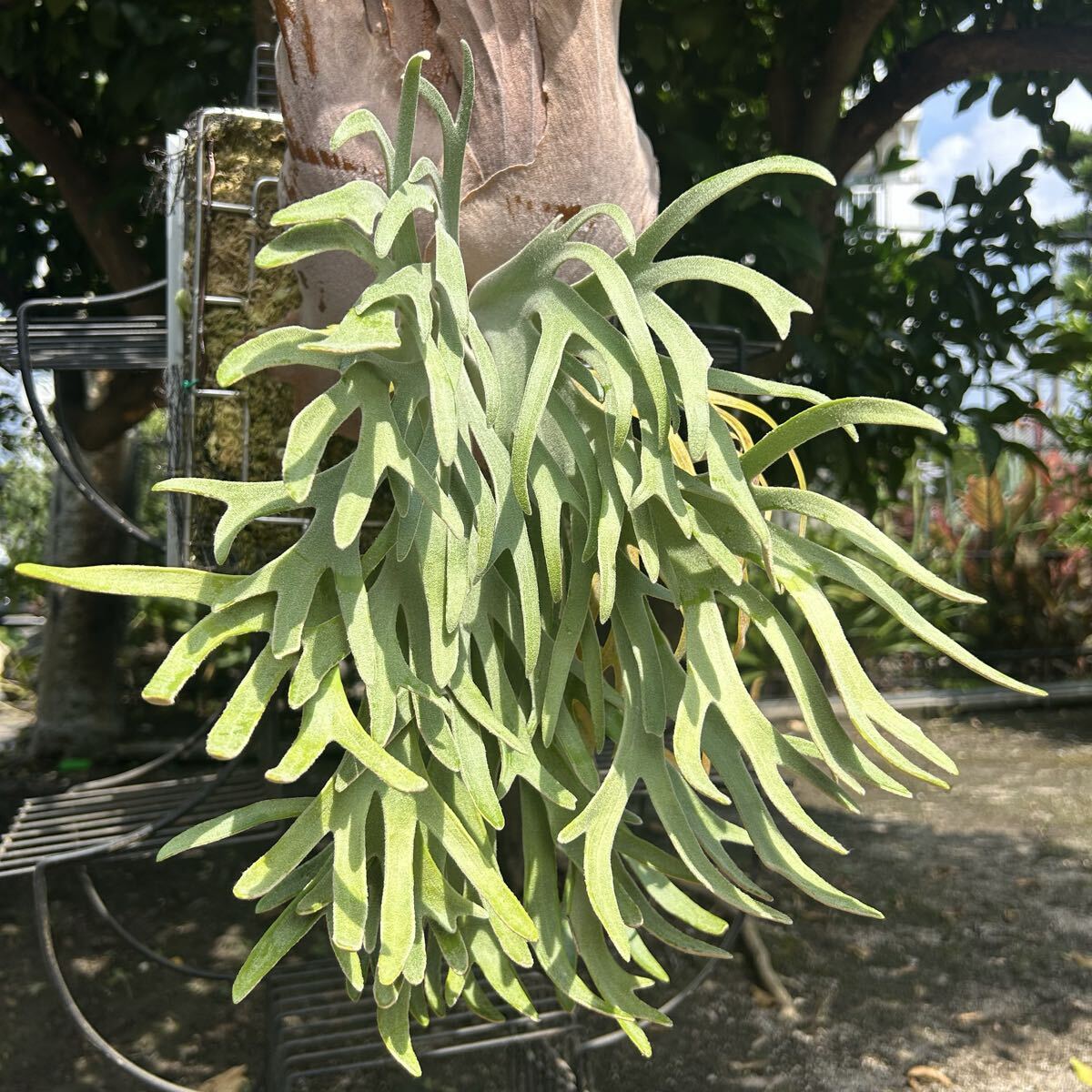 P. willinckii Polaris север высшее звезда (pup). АО папоротник олений рог платицериум пробка установка 