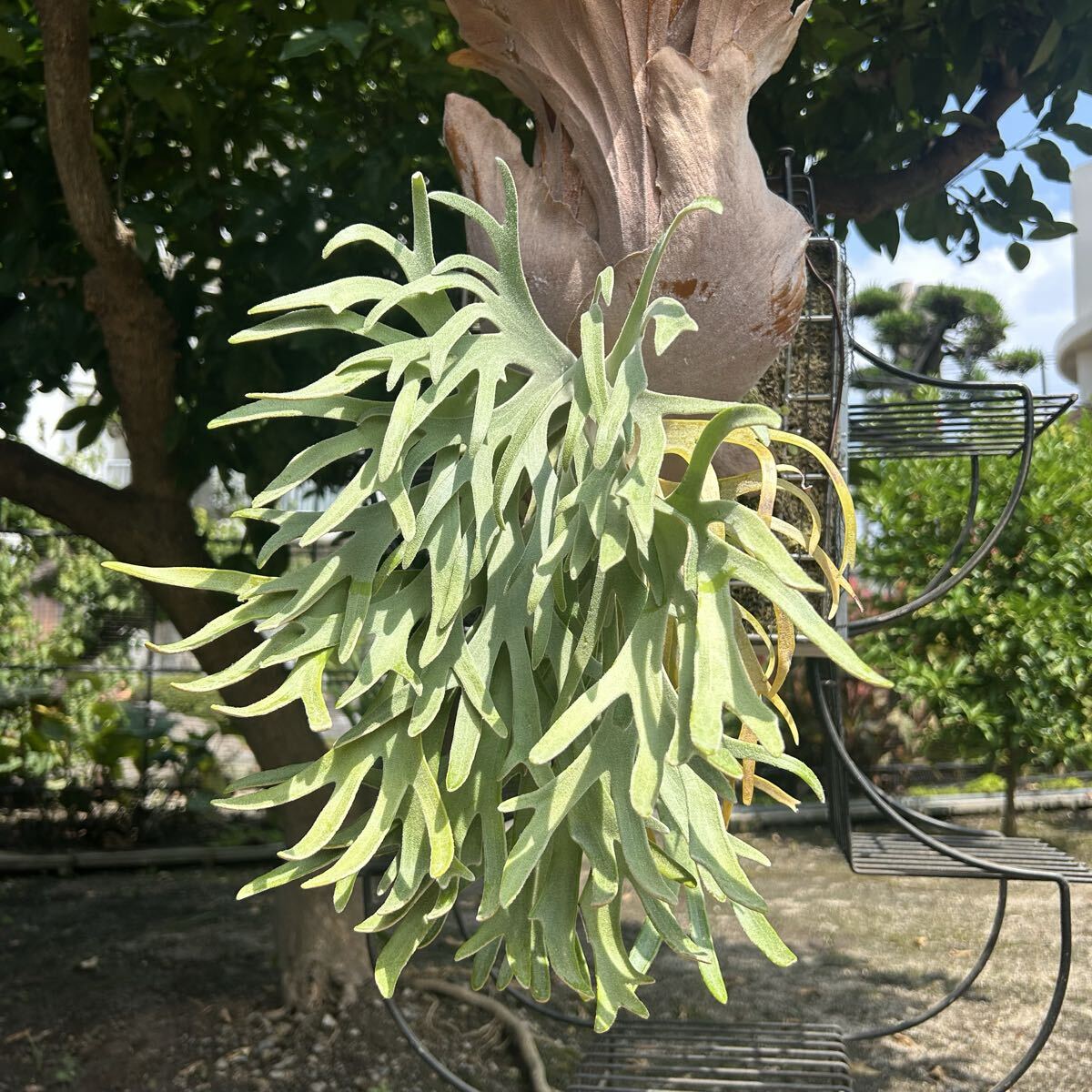 P. willinckii Polaris север высшее звезда (pup). АО папоротник олений рог платицериум пробка установка 