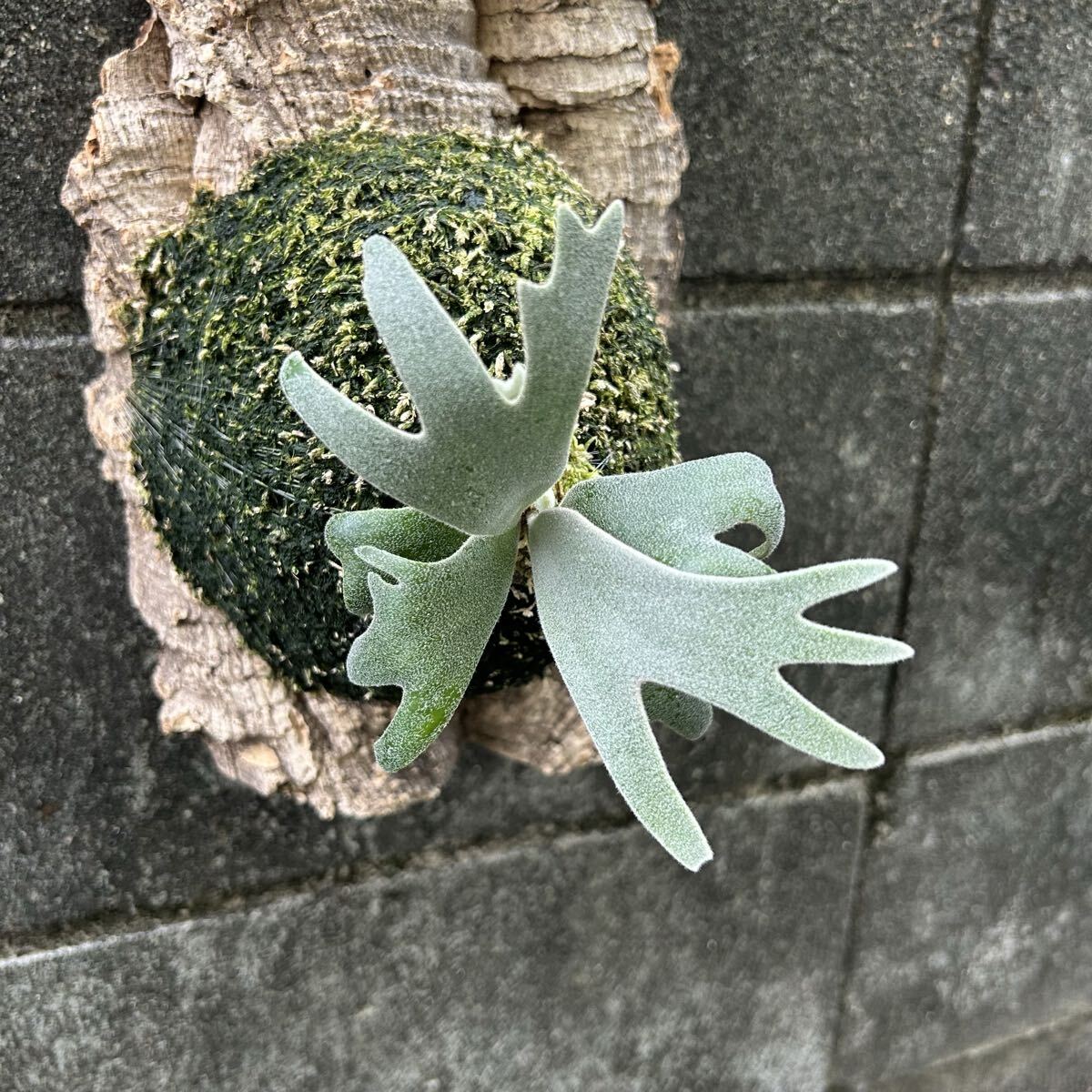 P. willinckii Polaris север высшее звезда (pup). АО папоротник олений рог платицериум пробка установка 