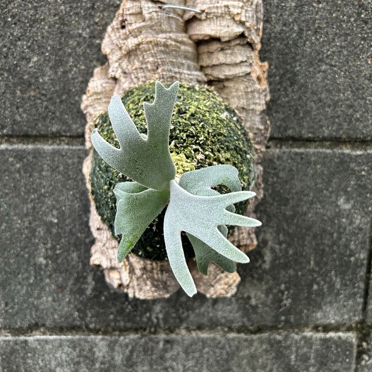 P. willinckii Polaris север высшее звезда (pup). АО папоротник олений рог платицериум пробка установка 