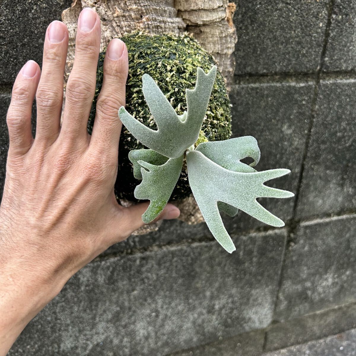 P. willinckii Polaris север высшее звезда (pup). АО папоротник олений рог платицериум пробка установка 