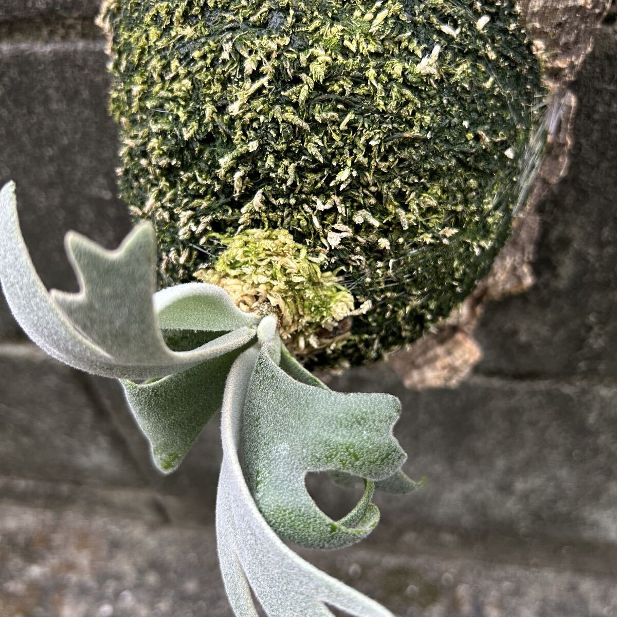 P. willinckii Polaris север высшее звезда (pup). АО папоротник олений рог платицериум пробка установка 