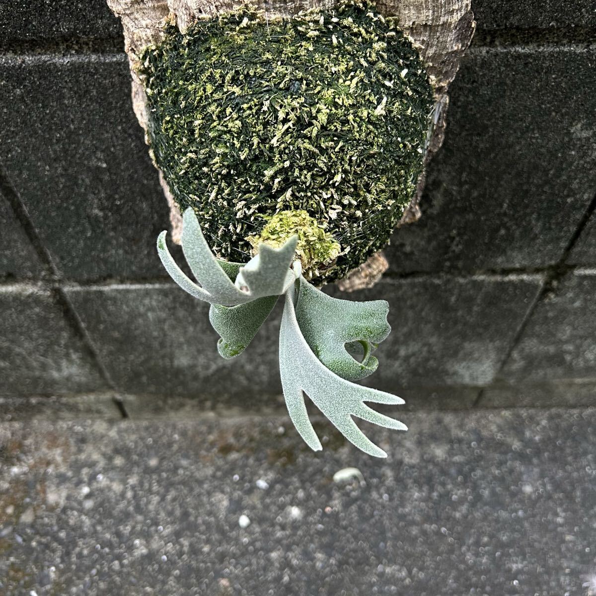 P. willinckii Polaris север высшее звезда (pup). АО папоротник олений рог платицериум пробка установка 