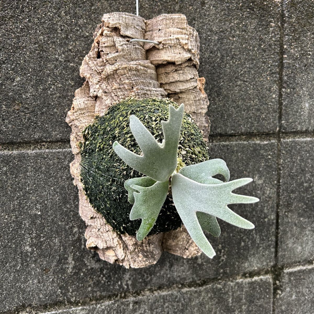 P. willinckii Polaris север высшее звезда (pup). АО папоротник олений рог платицериум пробка установка 