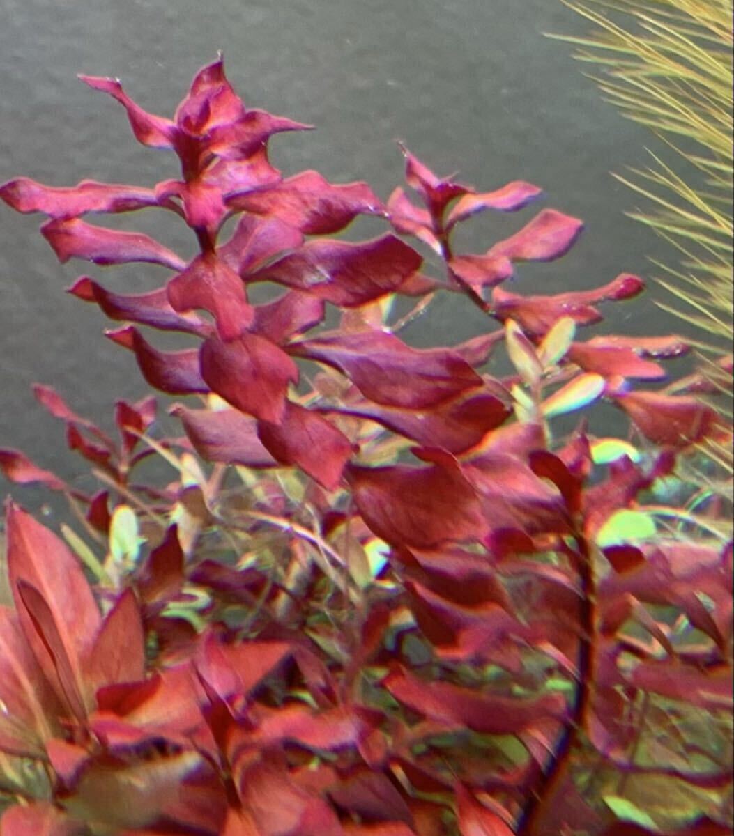 ◆ルドウィジアスーパーレッドミニ20本◆水上葉＊ビオトープ◆トリミング後すぐに発送_画像6