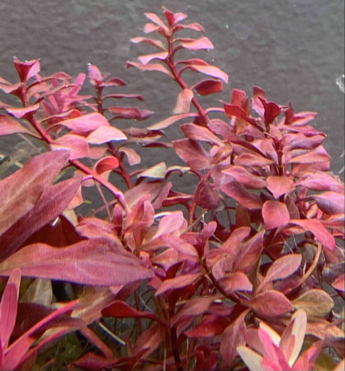 ◆ルドウィジアスーパーレッドミニ20本◆水上葉＊ビオトープ◆トリミング後すぐに発送_画像7