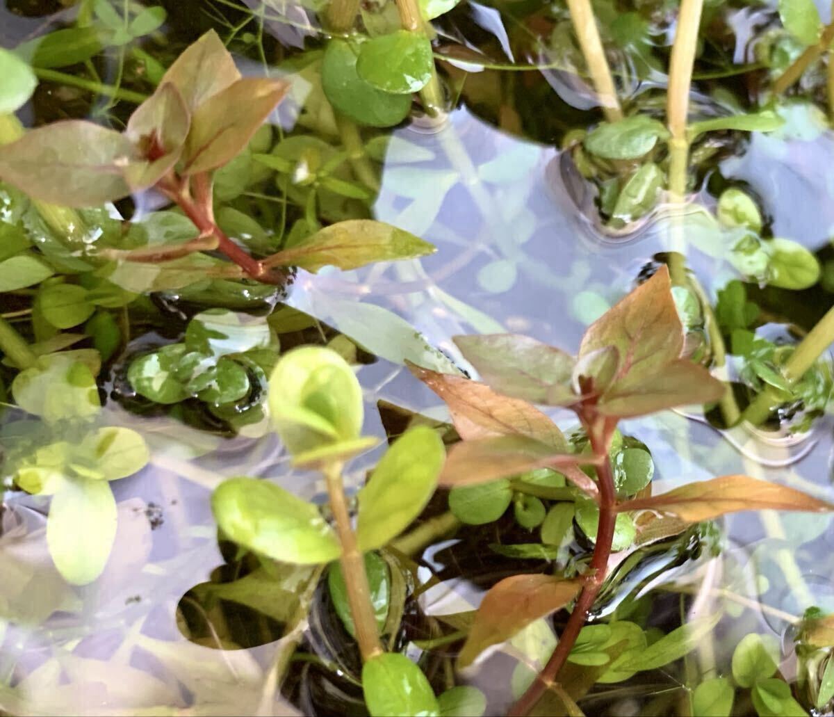 ◆ルドウィジアスーパーレッドミニ20本◆水上葉＊ビオトープ◆トリミング後すぐに発送_画像2