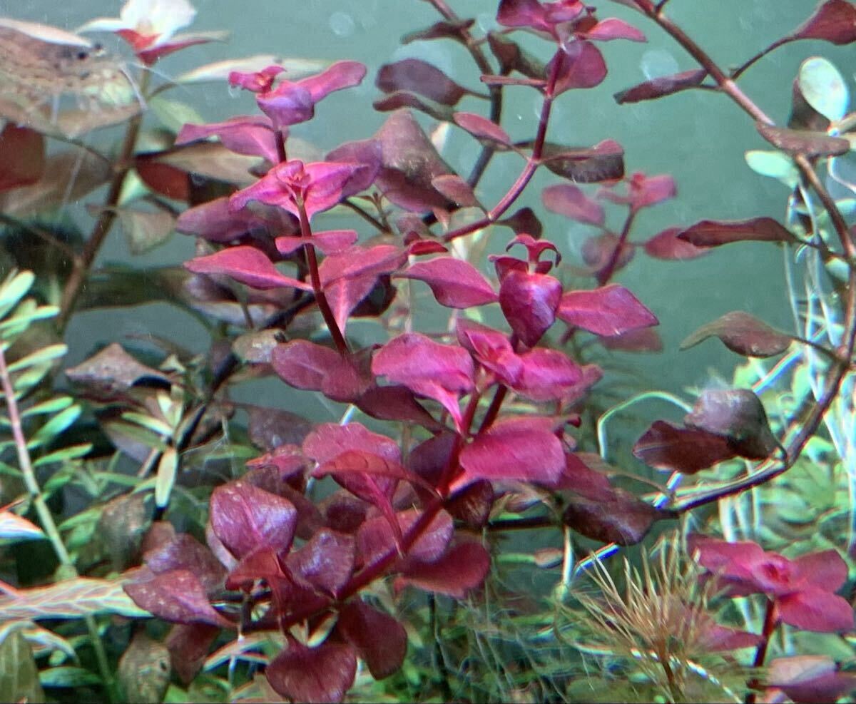 ◆ルドウィジアスーパーレッドミニ20本◆水上葉＊ビオトープ◆トリミング後すぐに発送_画像5