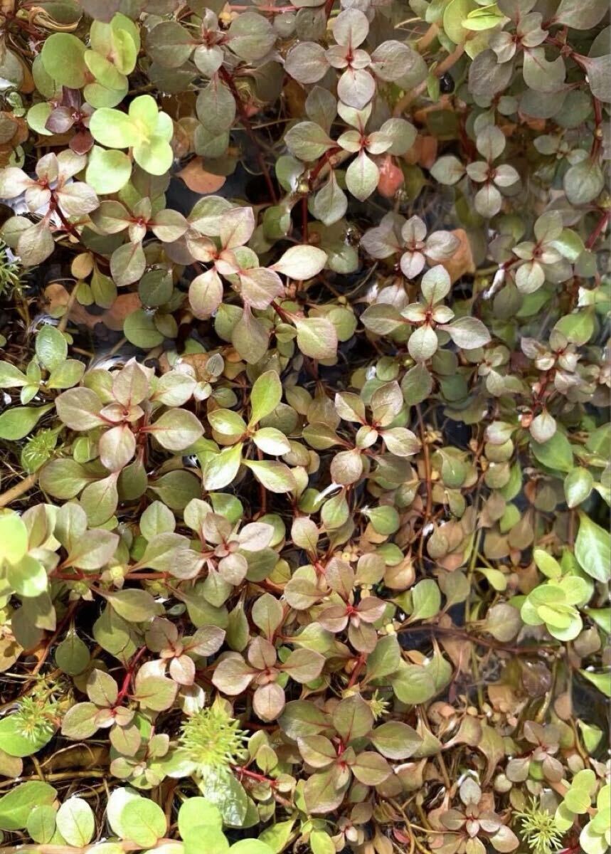 ◆ルドウィジアスーパーレッドミニ20本◆水上葉＊ビオトープ◆トリミング後すぐに発送_画像3