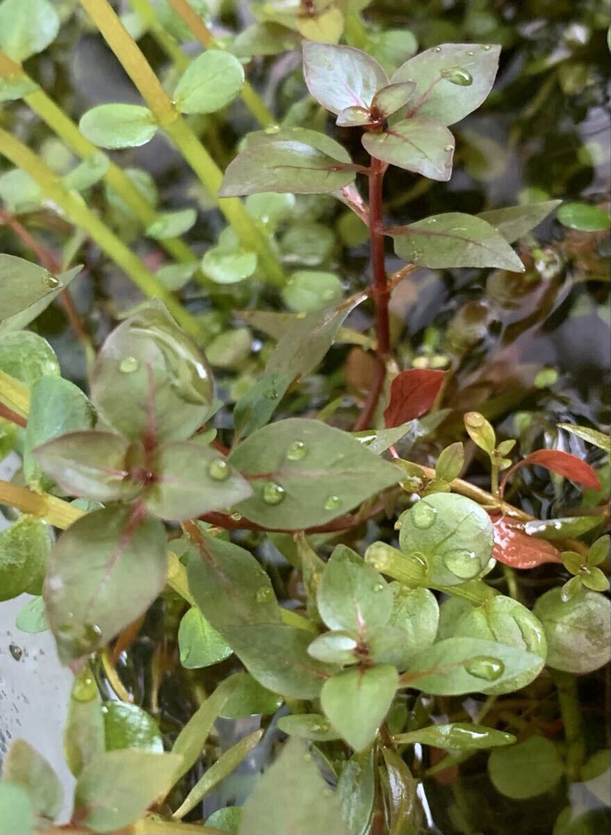 ◆ルドウィジアスーパーレッドミニ20本◆水上葉＊ビオトープ◆トリミング後すぐに発送_画像4