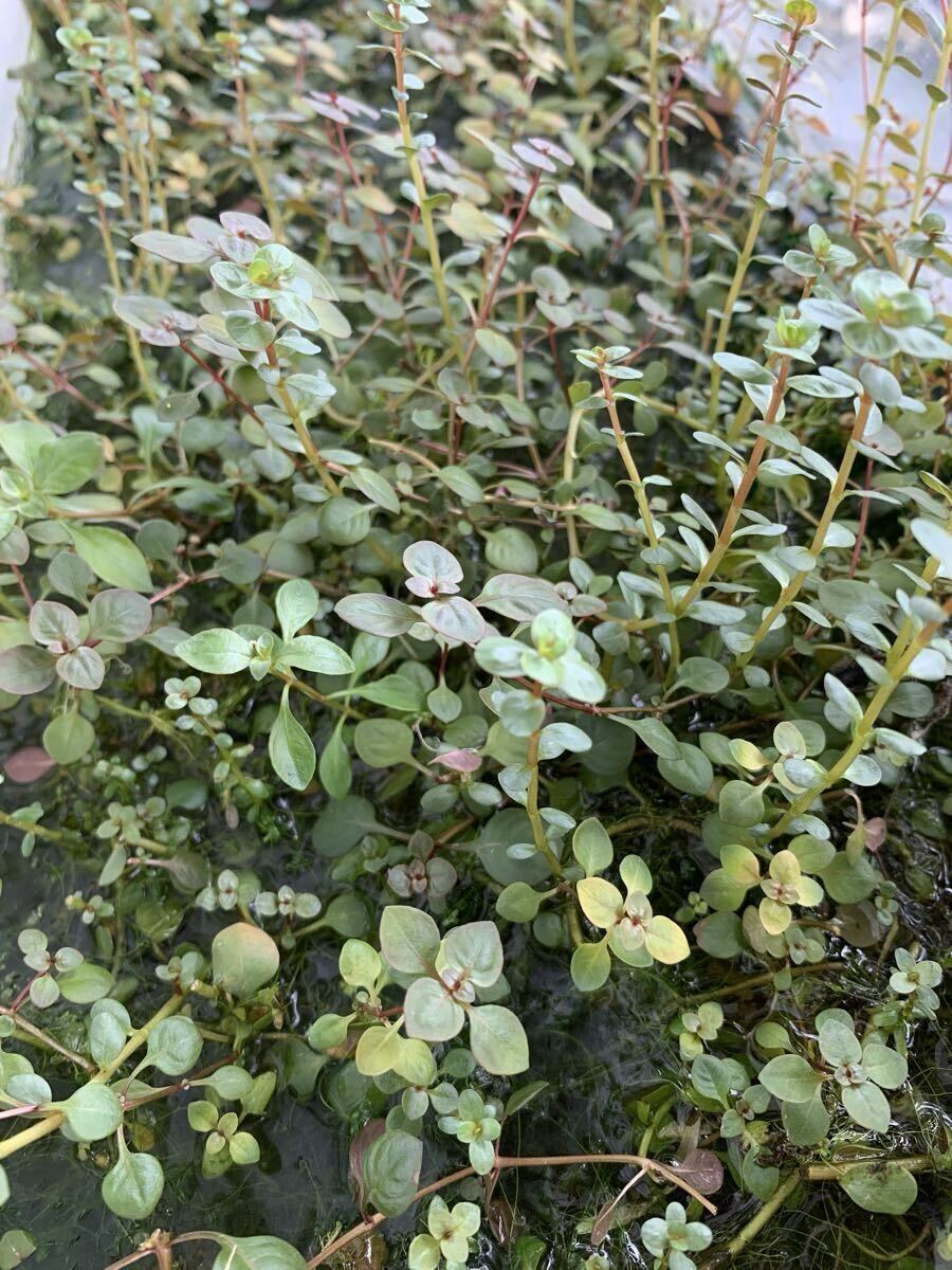 ◆ルドウィジアスーパーレッドミニ20本◆水上葉＊ビオトープ◆トリミング後すぐに発送_画像1