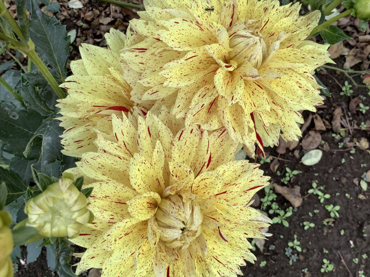 ダリアの球根 魁の涙_画像1