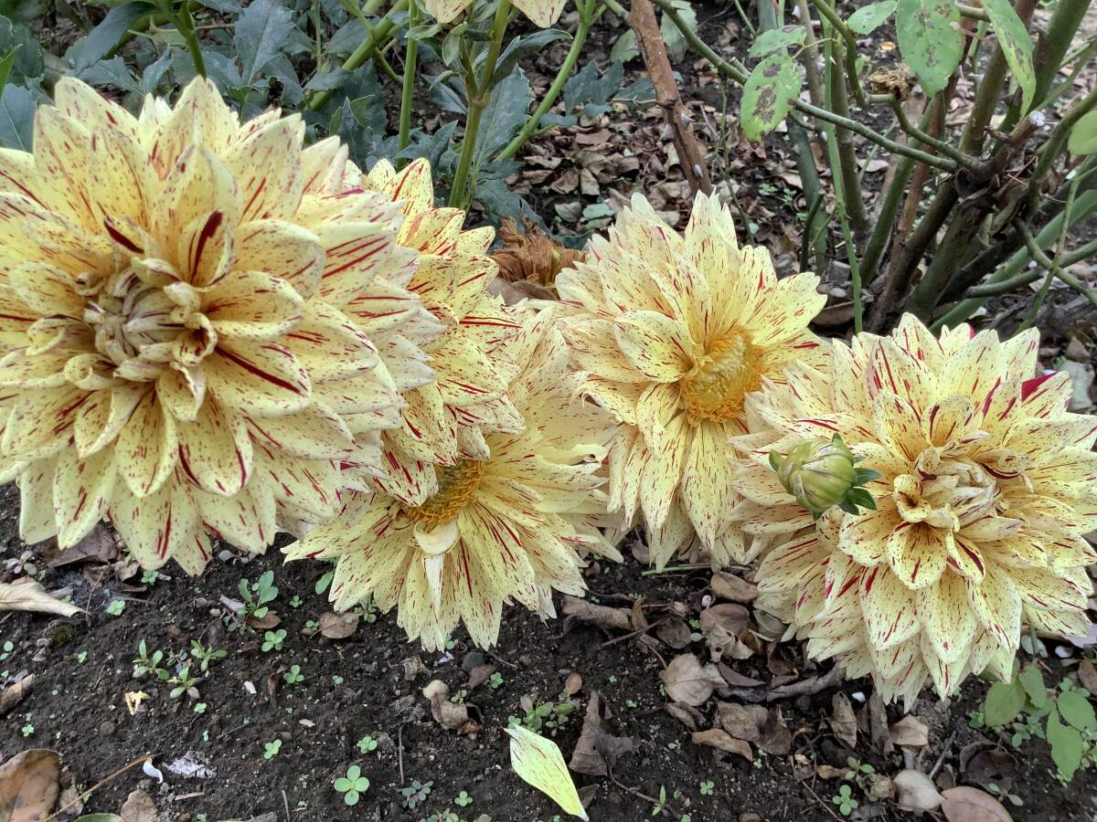 ダリアの球根 魁の涙_画像2