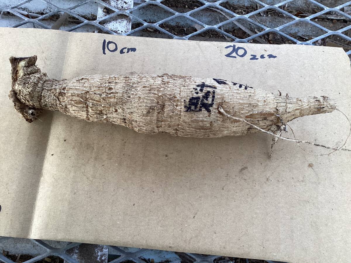 ダリアの球根 魁の涙_画像3