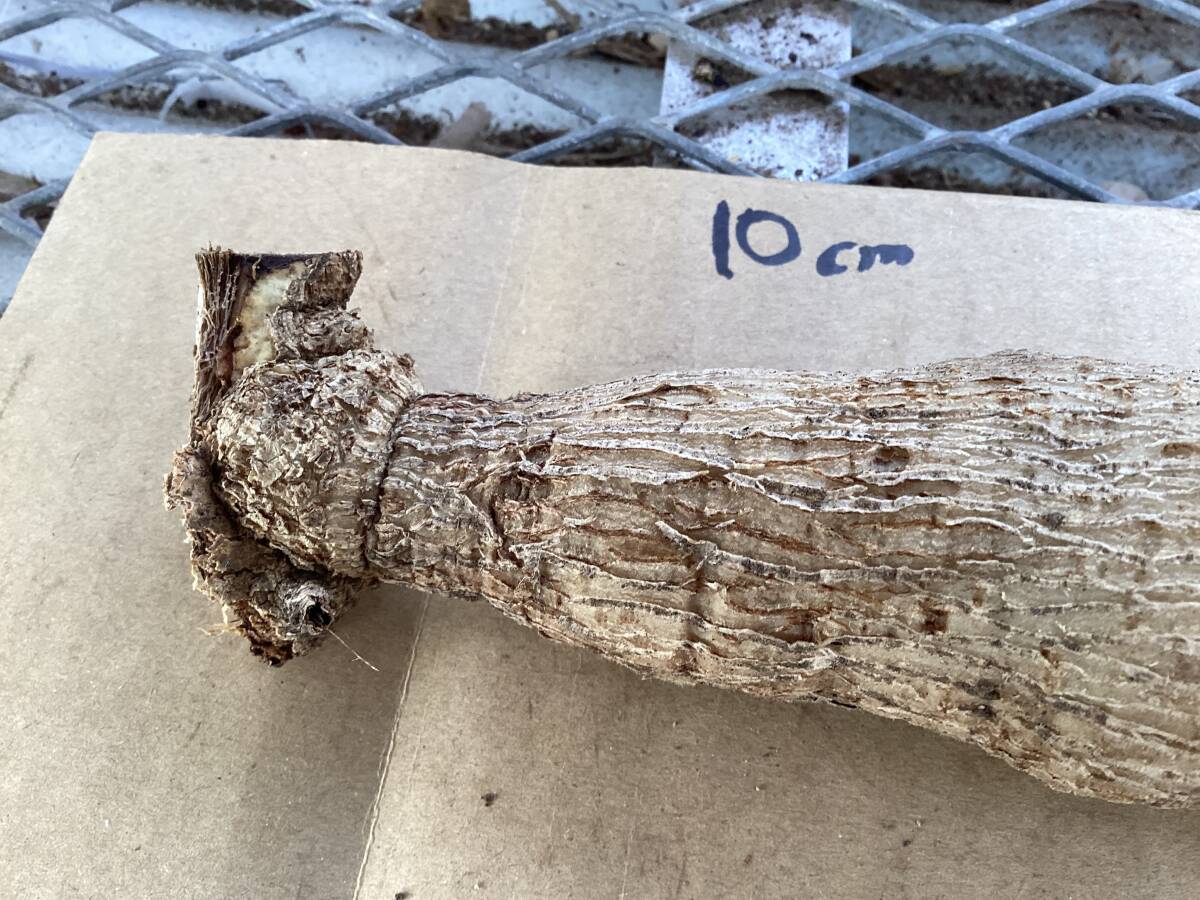 ダリアの球根 魁の涙_画像4