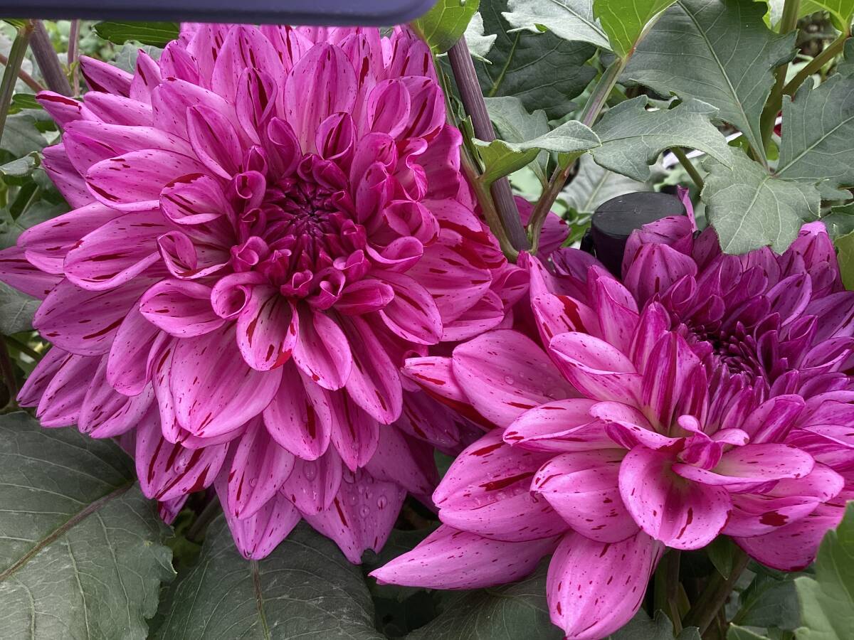 ダリアの球根　流星群_画像1